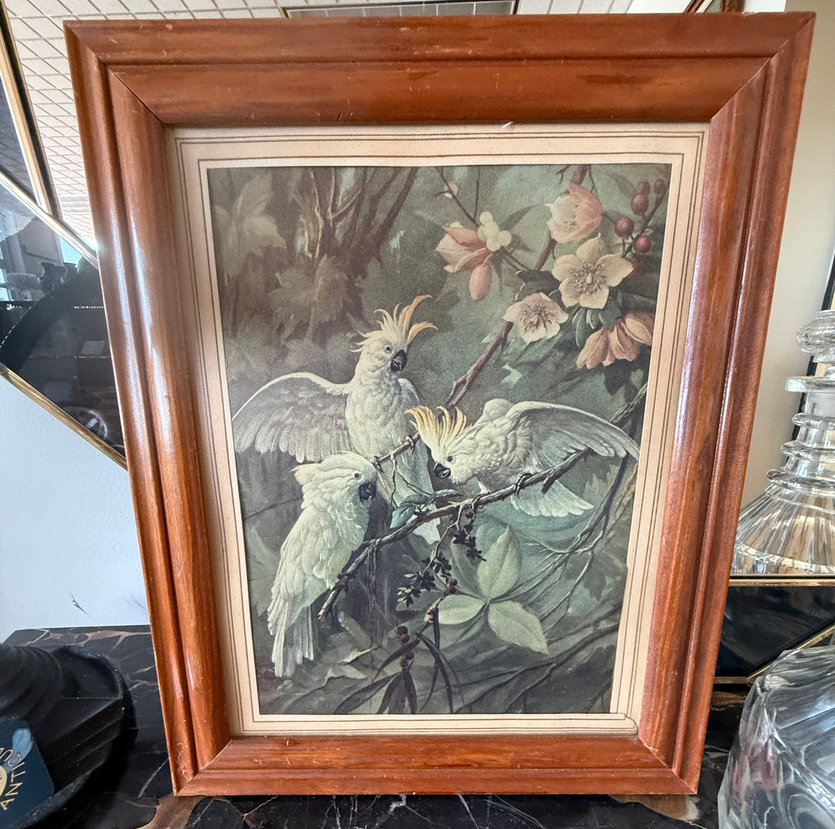 Vintage Cockatoo Print in Wood Frame