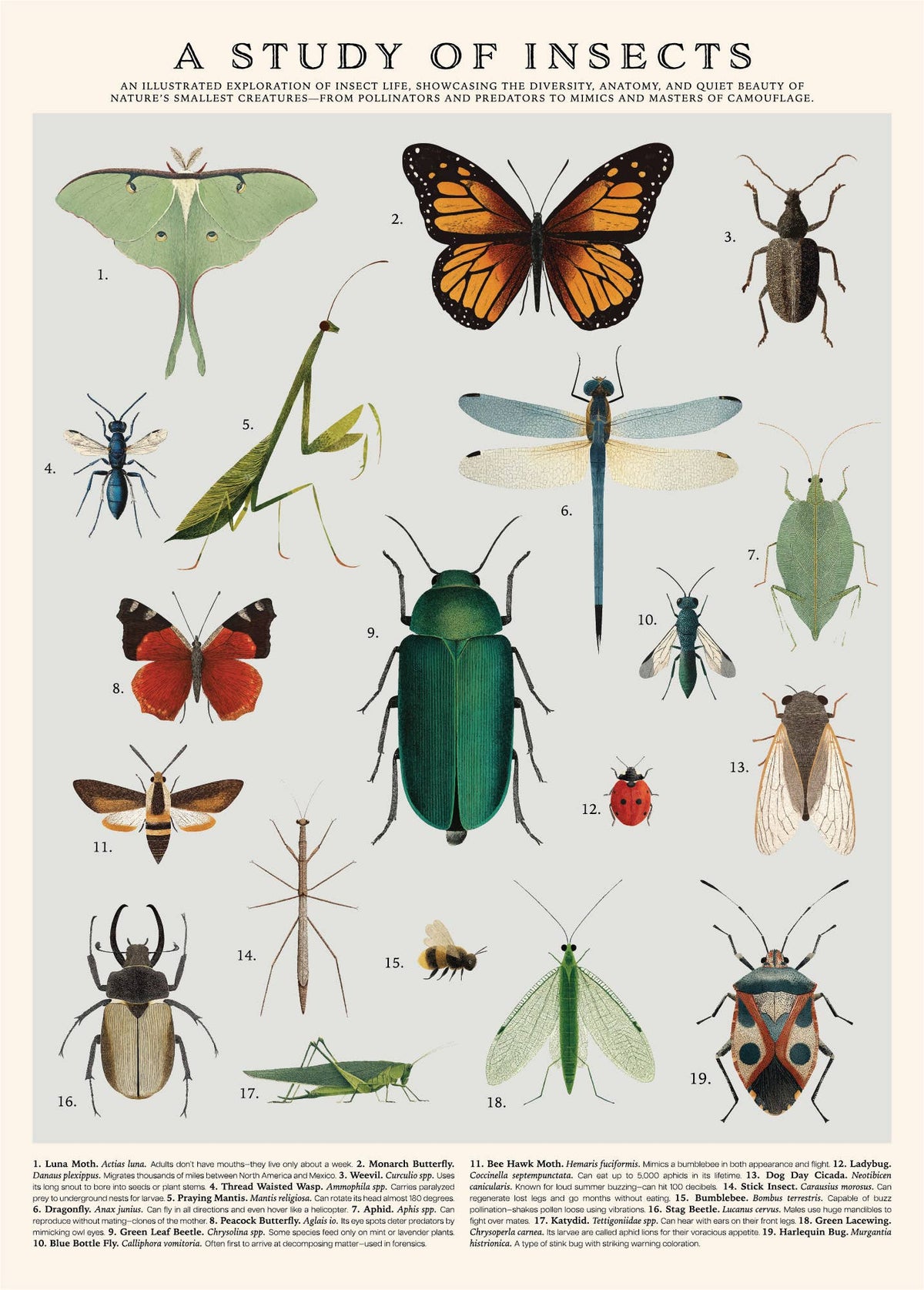 Insects Puzzle – 500 Pc Tube with Vintage Illustrations